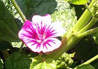 コモンマローの花