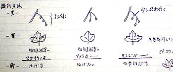 スズカケノキの判別