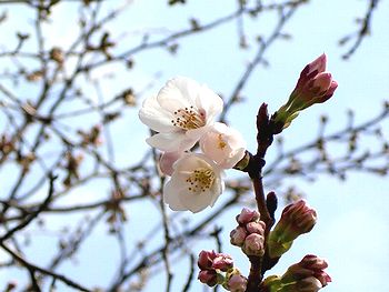 桜