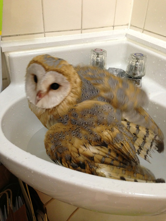 ホーちゃん