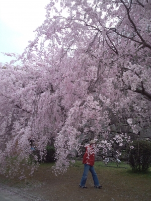 桜