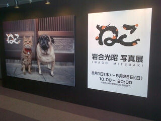 岩合光昭写真展「ねこ」