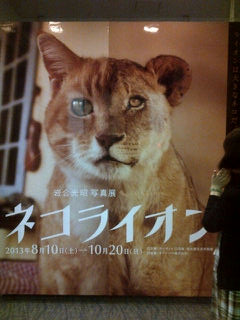 岩合光昭写真展「ネコライオン」