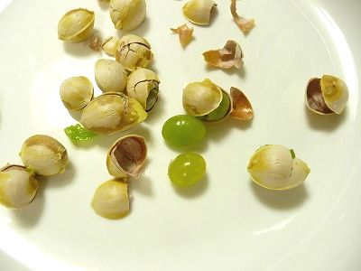 殻が割れた銀杏