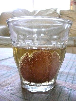 酢で卵の殻を溶かす実験(夏休みの自由研究)