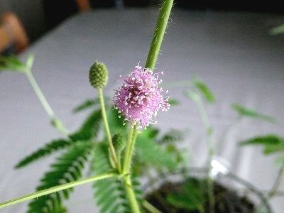 花が咲いた こどもちゃれんじ きみだけのおじぎそう ちびむすブログ