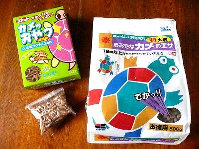 わが家のゼニガメの餌