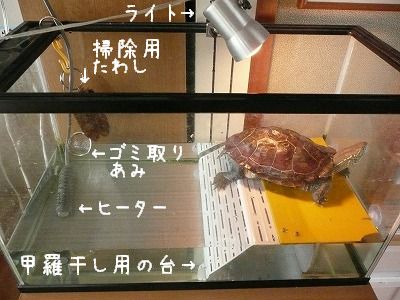 わが家のゼニガメの飼育方法 ちびむすブログ
