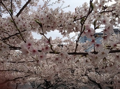 2014年大阪国際女性マラソン桜