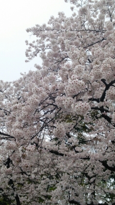 桜02