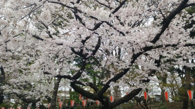 桜04