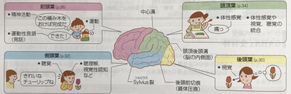 脳の基礎講座2」東京顕微鏡歯科診療専門歯科衛生士YU | 【イリ