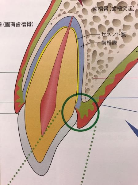 臨床エックス線的・病理組織学的裏付の乳歯歯内療法/一世出版