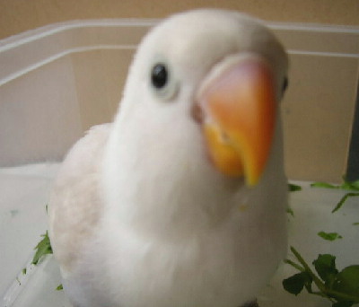 クチバシ3