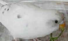 3aa