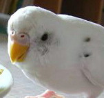 3a