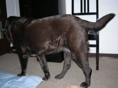 犯人逃走