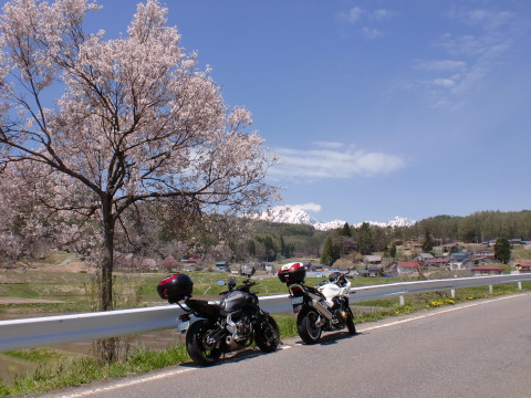 道と桜