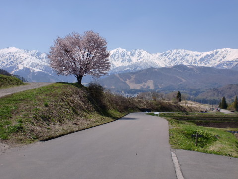 野平の一本桜