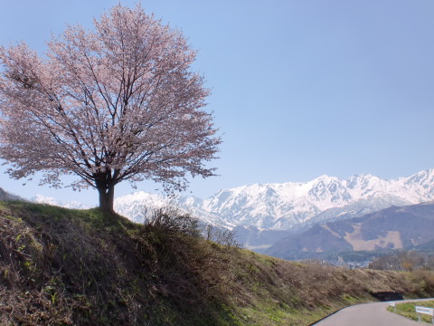 野平の一本桜