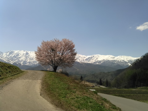 野平の一本桜