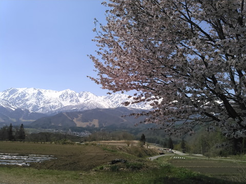 野平の一本桜
