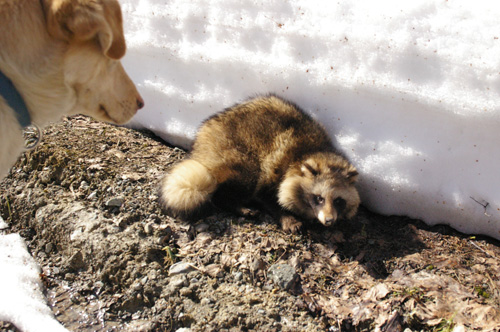 tanuki1-2.jpg