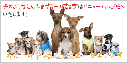 犬の幼稚園(ようちえん)たまプラーザ教室は、わんこの学校-ドッグベースキャンプ-にリニューアル致します!