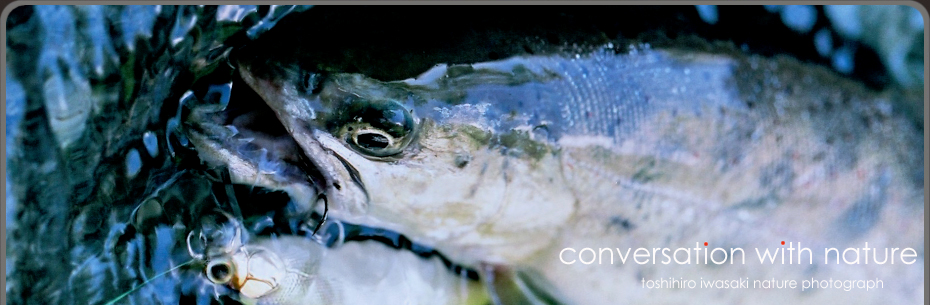 Conversation with nature|Toshihiro Iwasaki Blog
