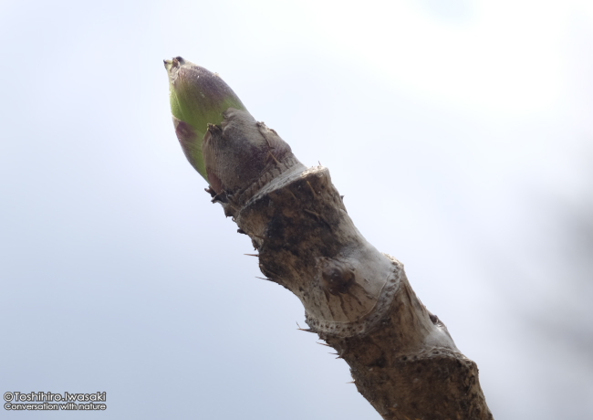 _DSF9079-01.jpg