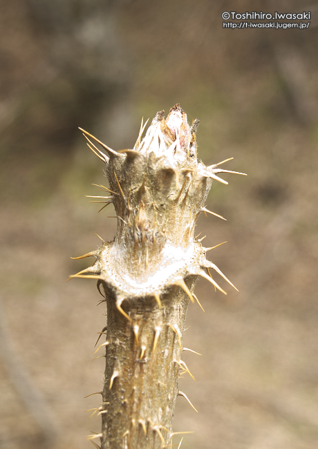 _4050095-01.jpg
