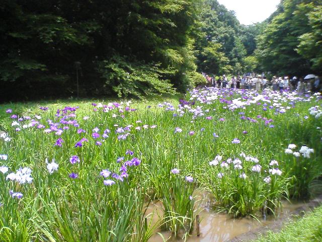 2007.6明治神宮
