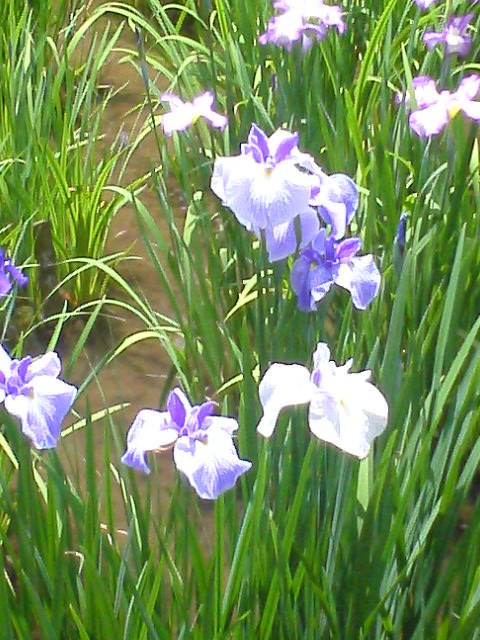 2007.6神宮-花菖蒲