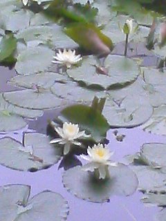 後楽園・睡蓮