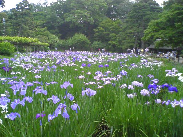 後楽園花菖蒲田