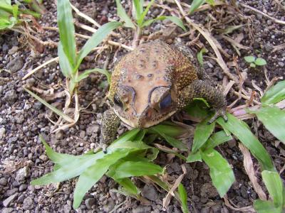 バリ島のカエル