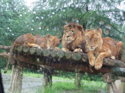 群馬サファリパークのライオン