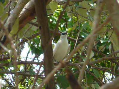 Jalak Bali