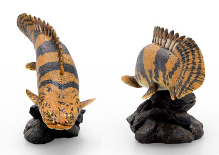 ポリプテルス・エンドリケリー ソフトモデル | アクアプラント