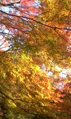 151207_1557~01.JPG