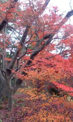 151213_1535~01.JPG
