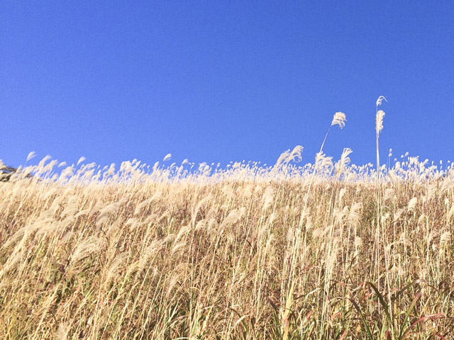 2015.11.11 ゆあさあいほん_8962.jpg