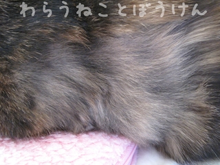 春・左脇110114