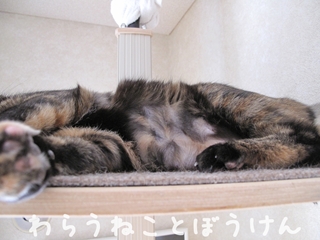 春・お腹110114