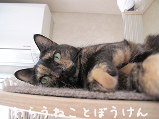 春110114