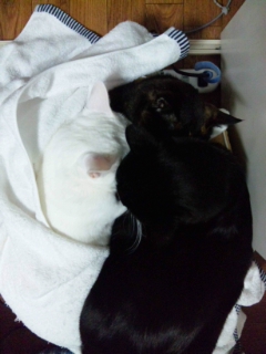 四季猫団子110322