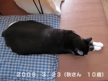 秋さん20090323