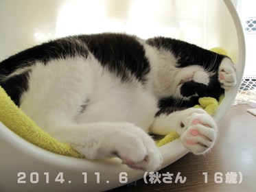 秋さん20141106