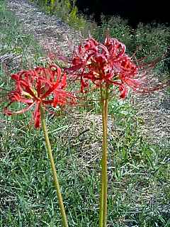 071006_1423~0001.jpg