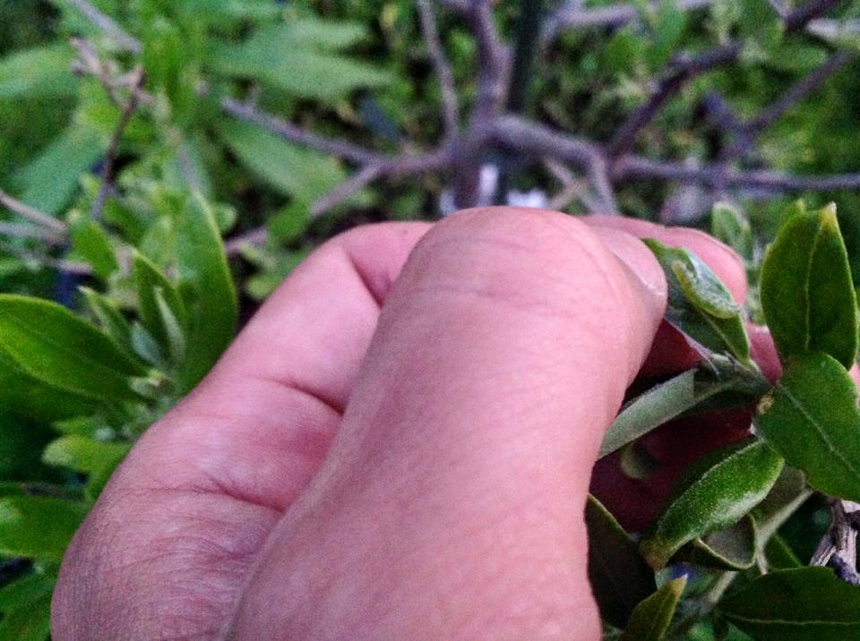 ハマキムシがやってきた オリーブ栽培と虫 日々 峰尾亮平 瀬戸内いとなみ舎